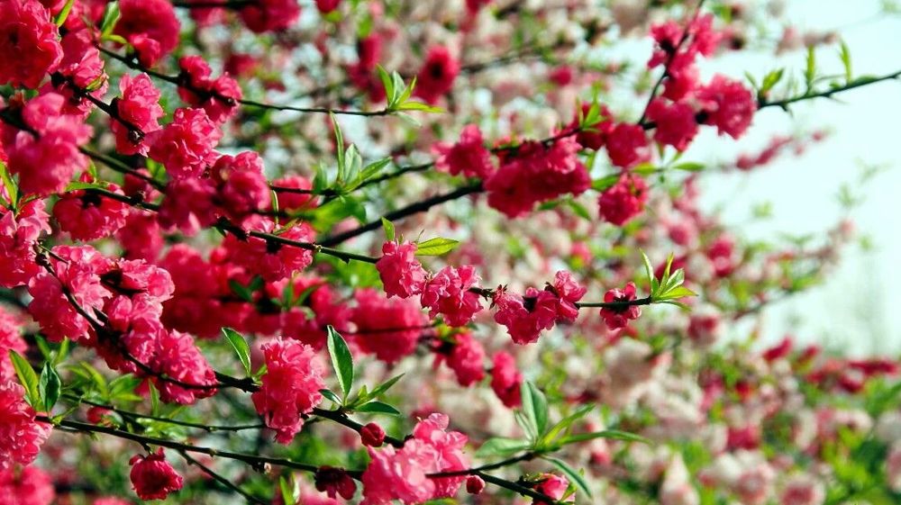 KY开元集团官网风景